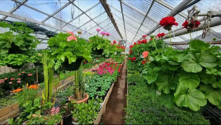 Inside the greenhouse at Richmond Greenhouse
