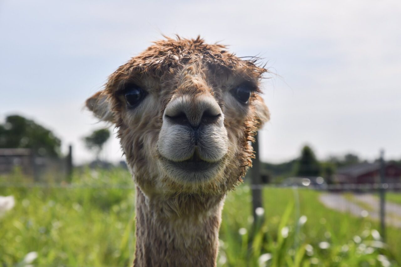 Closeup of alpaca at River Hill Ranch